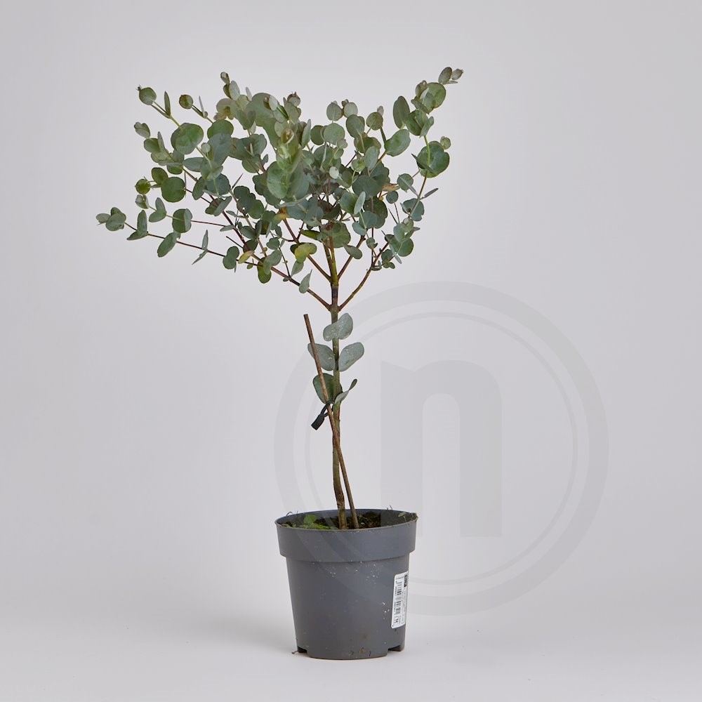 Eucalyptus gunnii Azura opstammet 15 cm