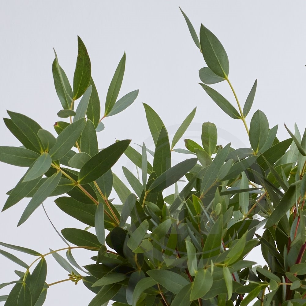 Eucalyptus parvifolia Buket