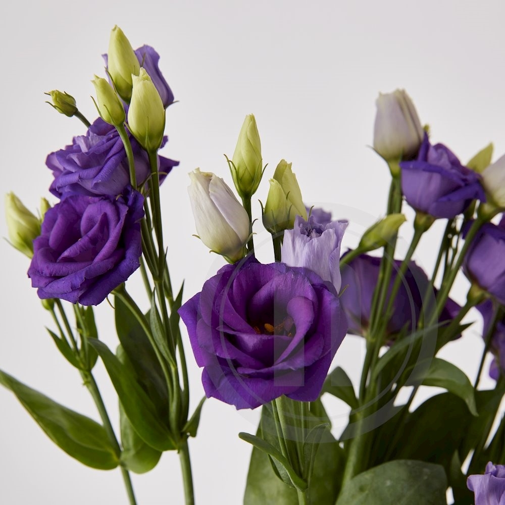Eustoma bdt. lilla