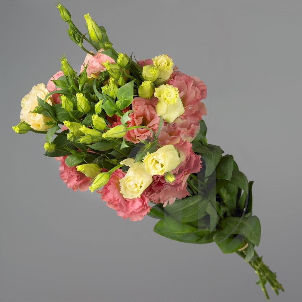 Eustoma bdt. lyserød/pink