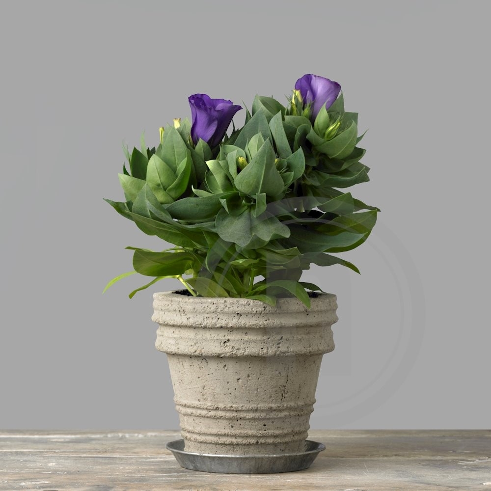Eustoma blå