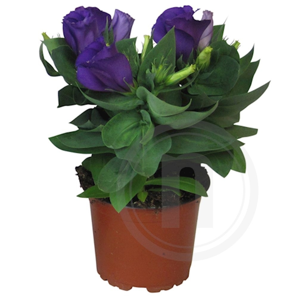Eustoma blå