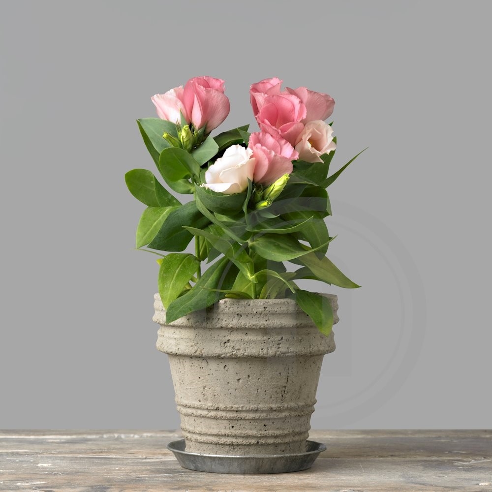 Eustoma lyserød