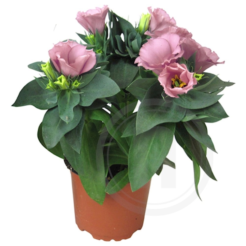 Eustoma lyserød