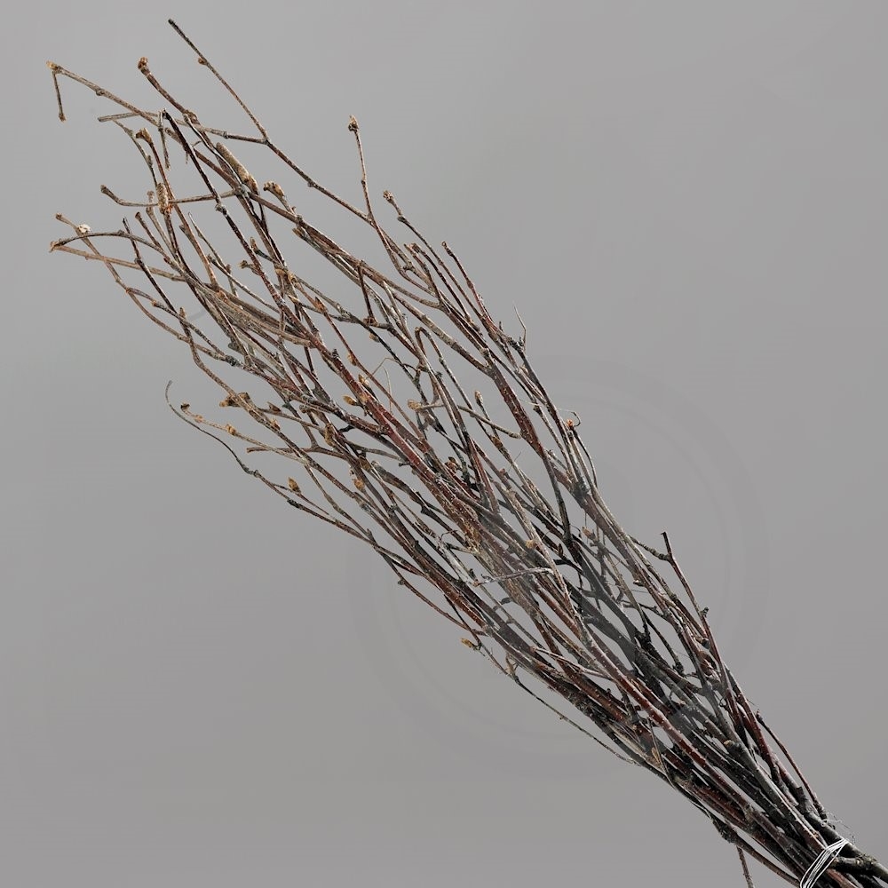 Fastelavnsris uden Pynt