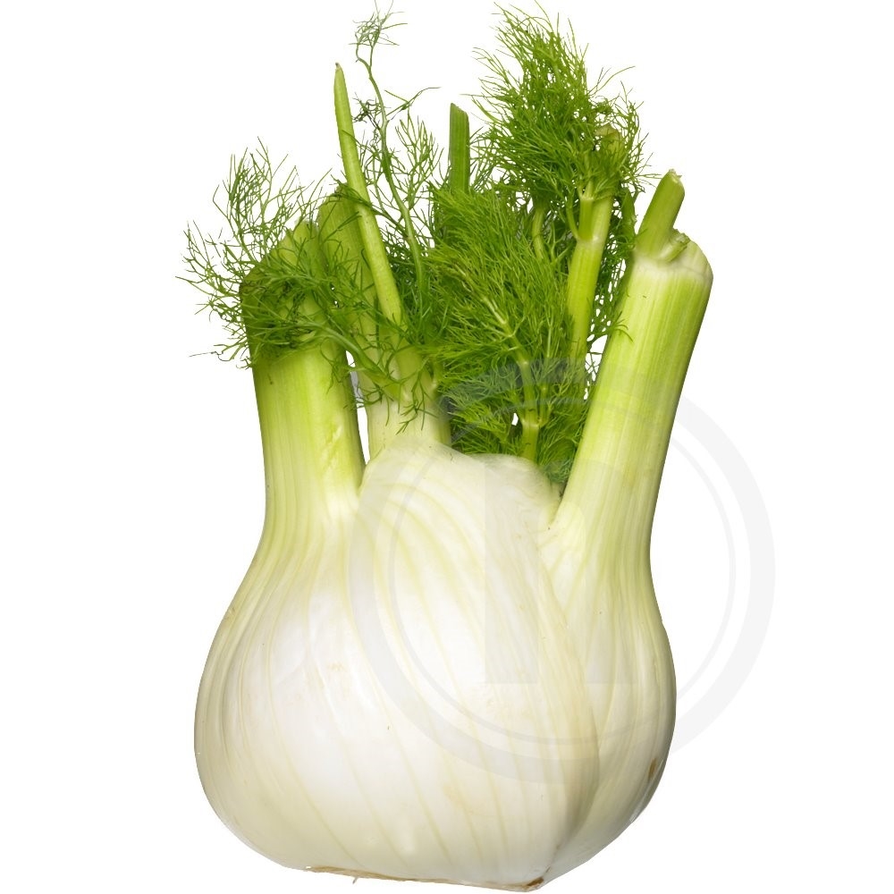 Fennikel øko.