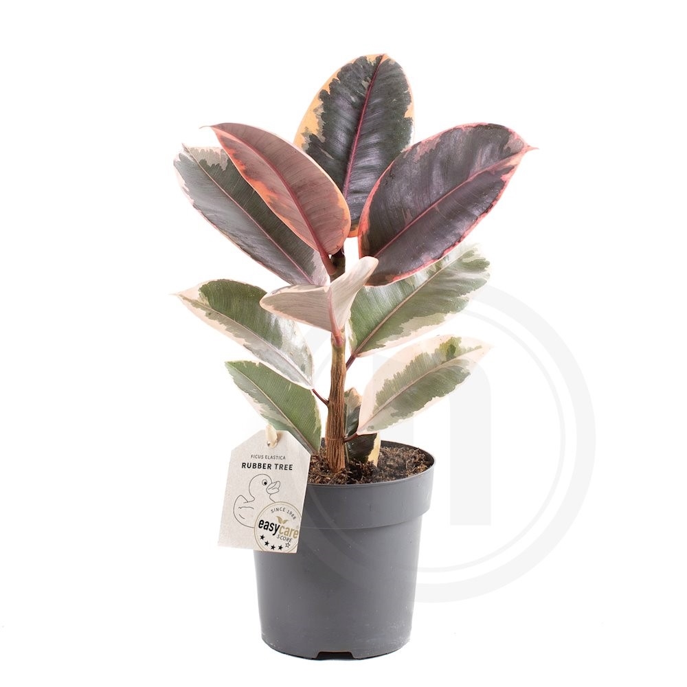 Ficus elastica Belize gummitræ Ø 11 cm