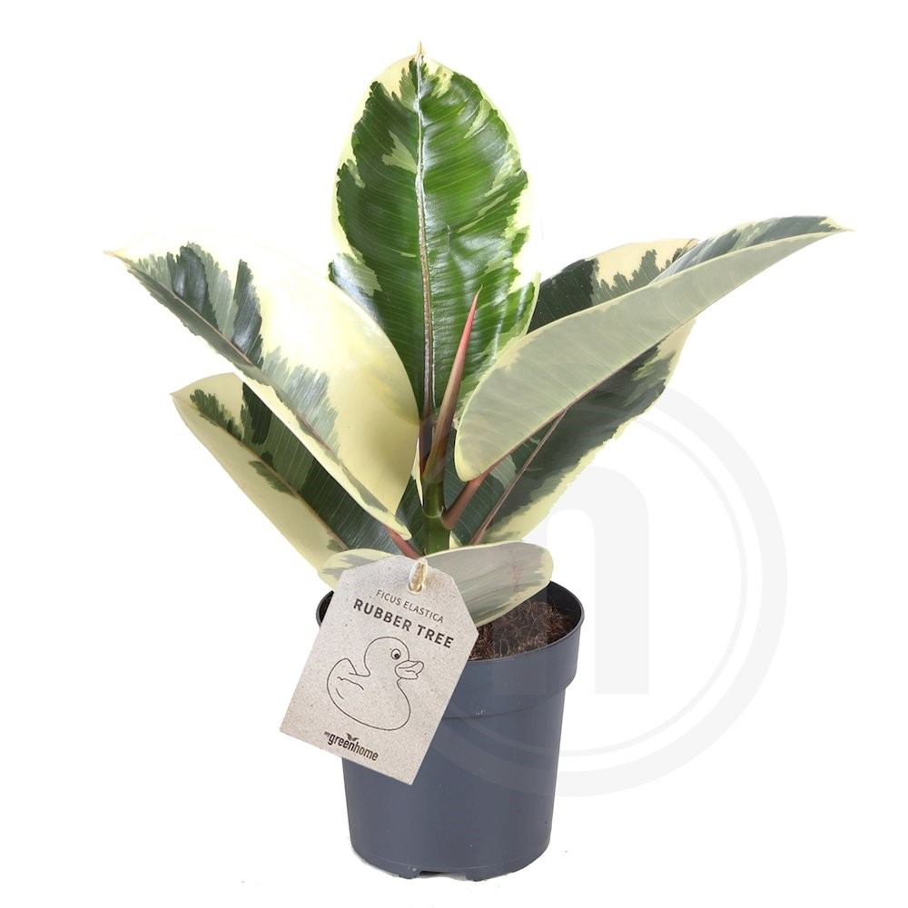Ficus elastica Tineke Gummitræ Ø 11 cm