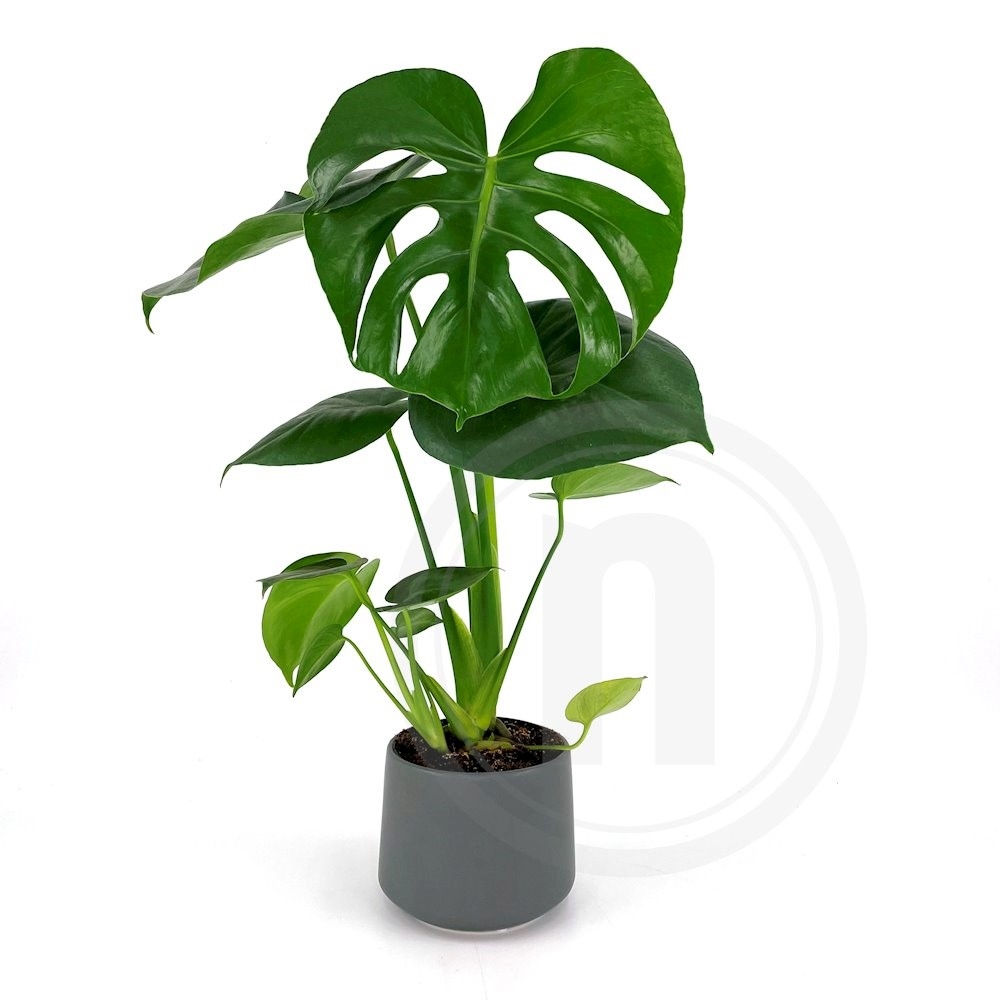 Fingerphilodendron-Monstera Plante