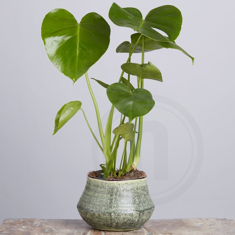 Fingerphilodendron-Monstera