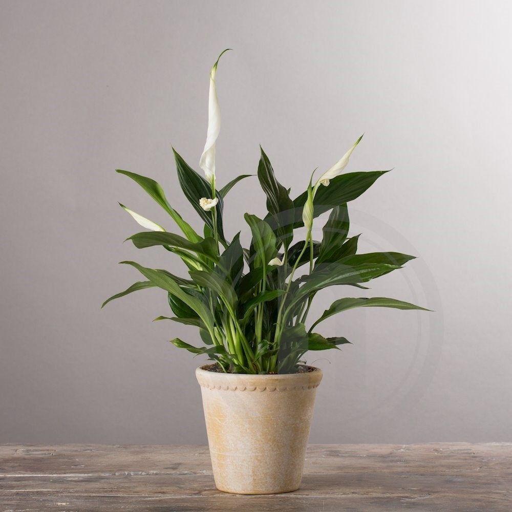 Fredslilje Spathiphyllum