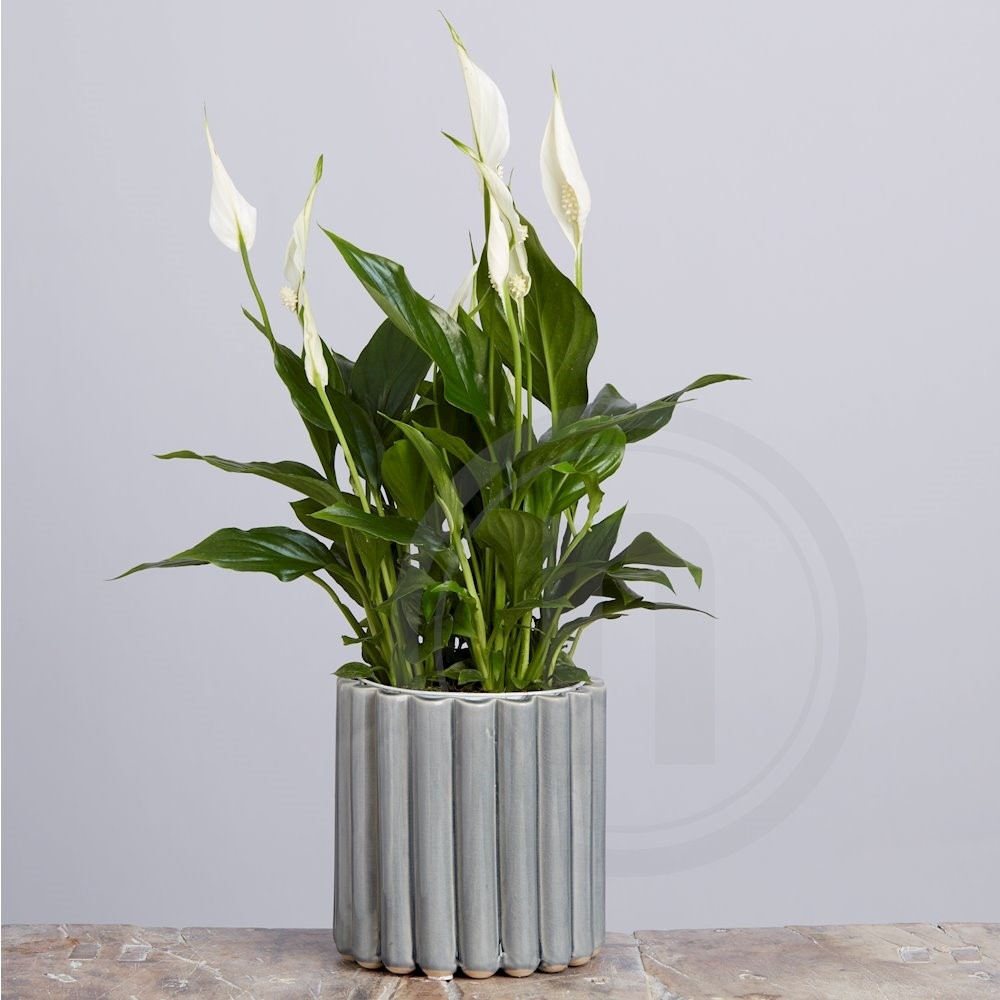 Fredslilje Spathiphyllum Ø12 cm .