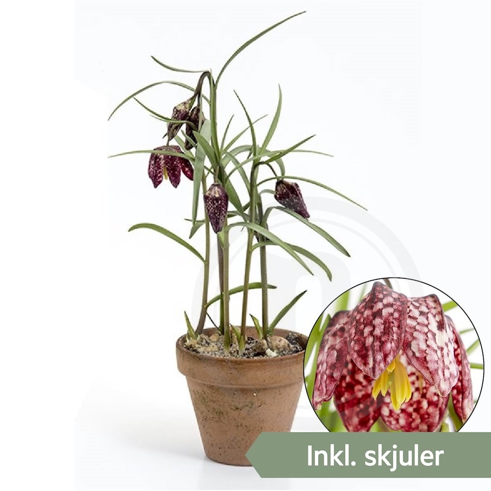 Fritillaria Vibeæg i lerpotte Ø9 cm