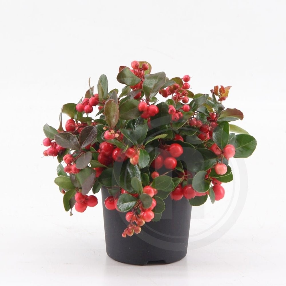 Gaultheria Bjergte