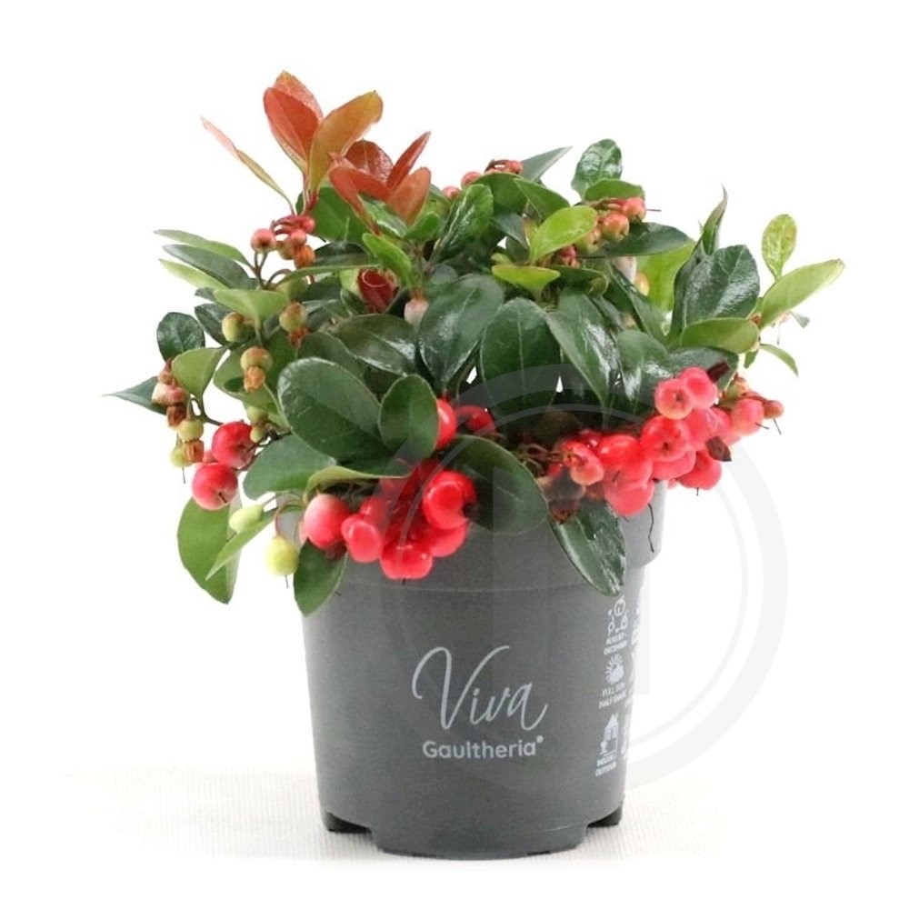 Gaultheria Bjergte