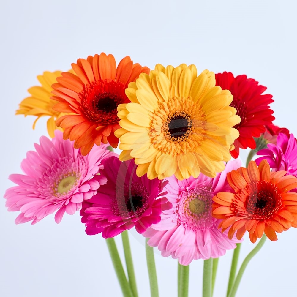 Gerbera bdt. mix