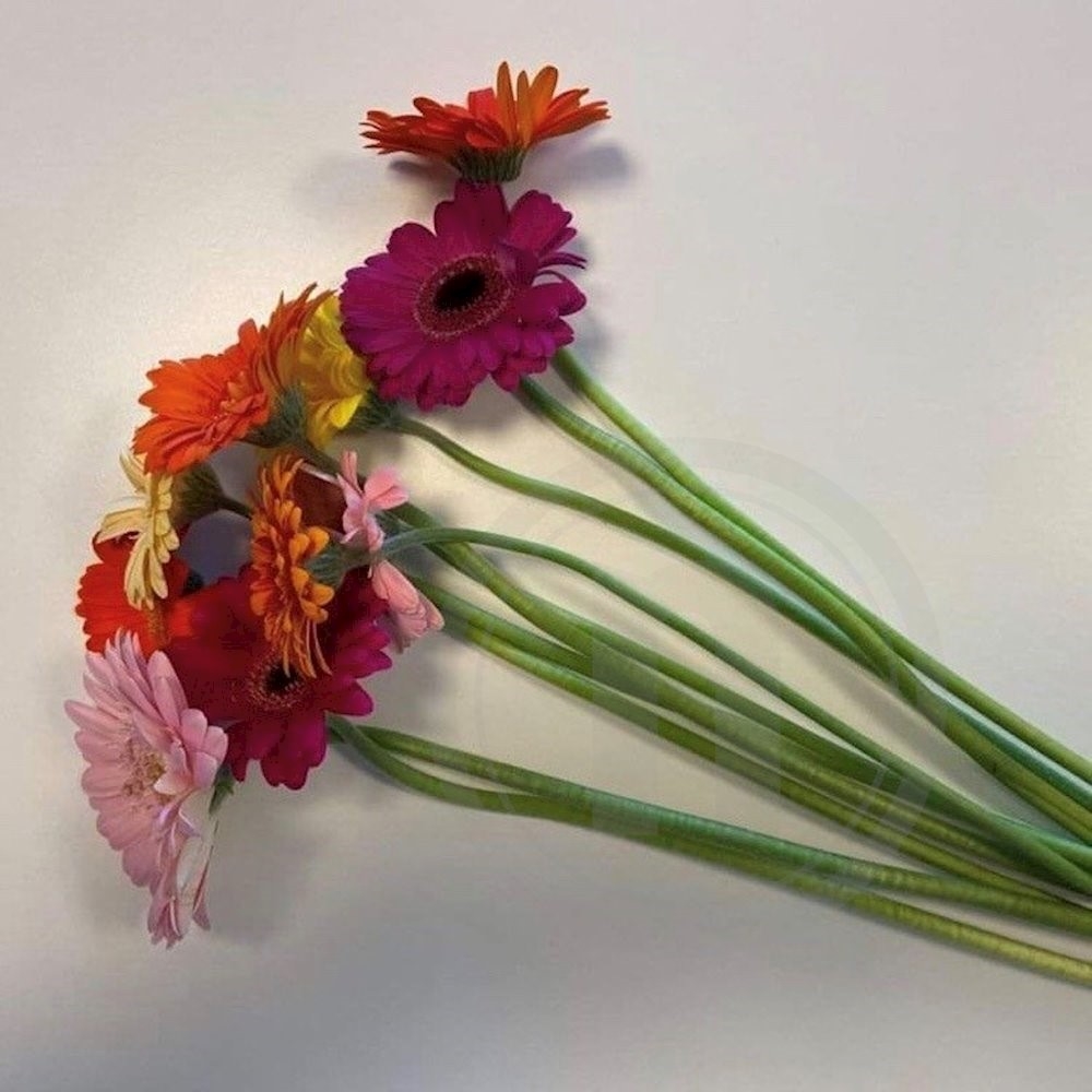 Gerbera blomsterbuketter mix