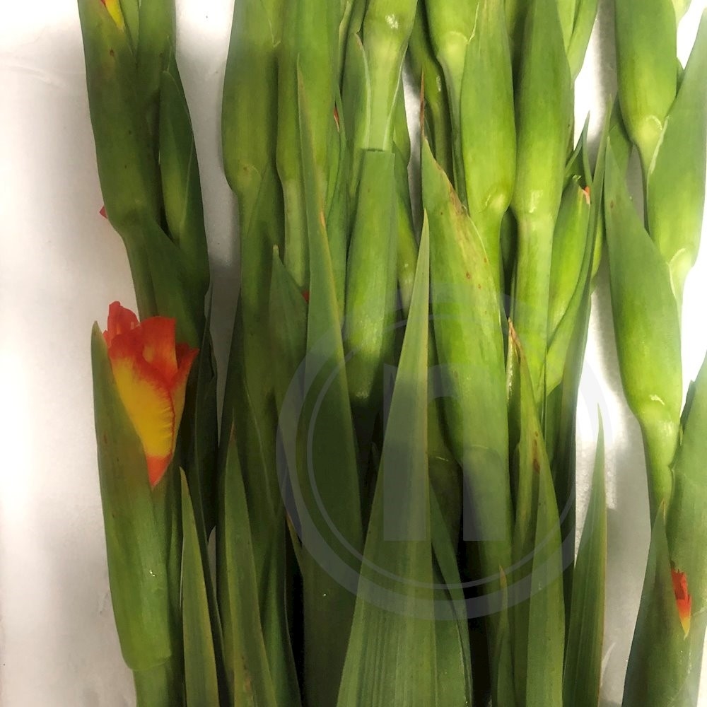 Gladiolus buket orange 1 bdt 10 stilke