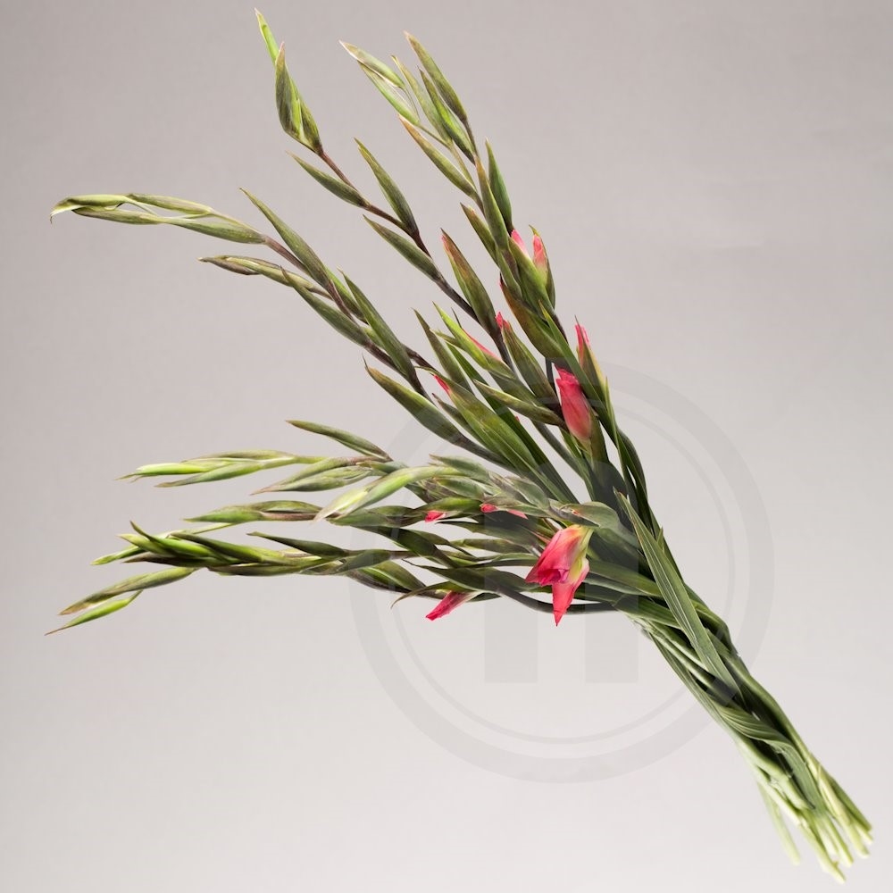 Gladiolus Blomsterbukket Pink 10 Stilke