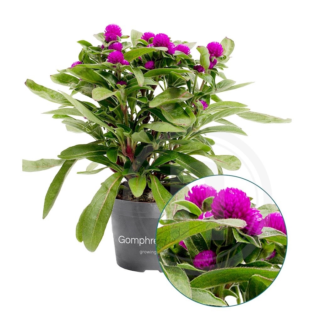 Gomphrena lilla Ungkarleknap 10,5 cm