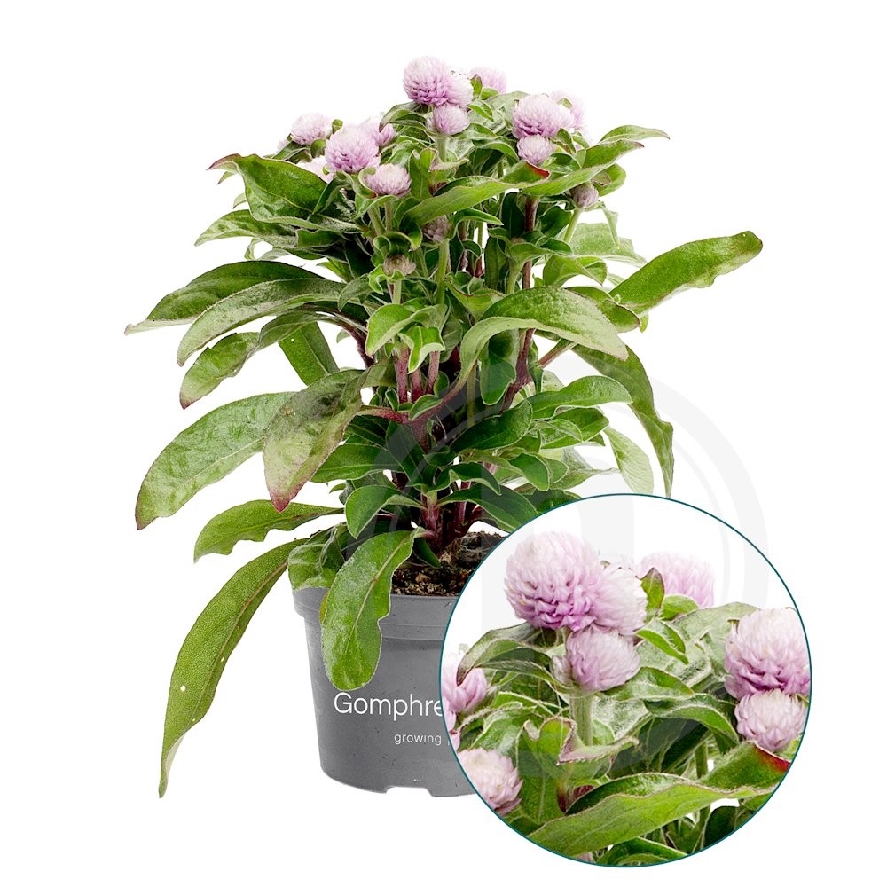 Gomphrena rosa Ungkarleknap 10,5 cm