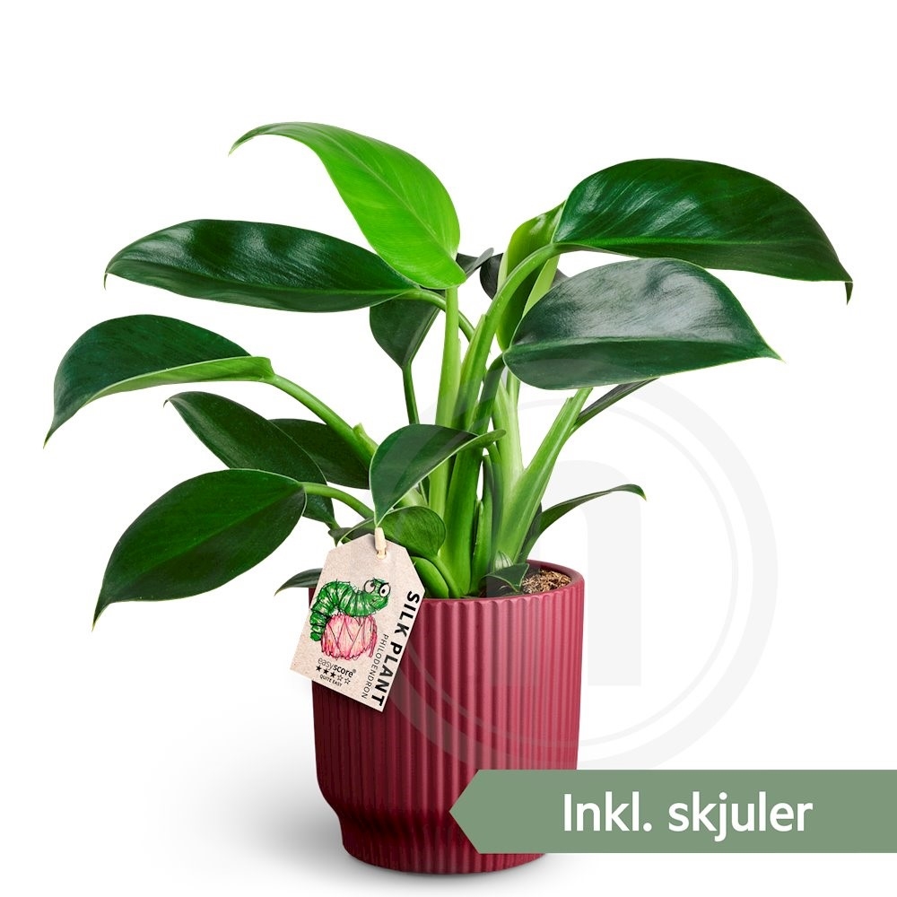 Green Princess . Ø 12 cm