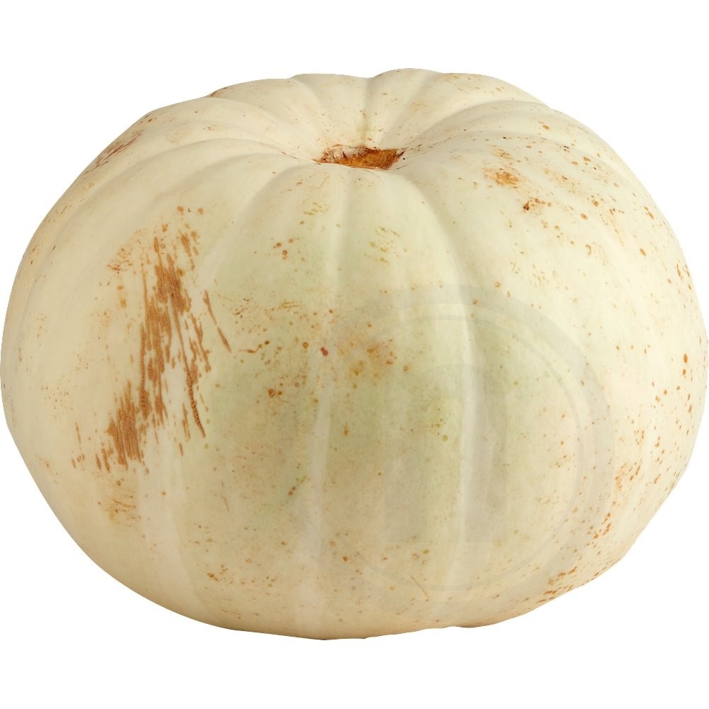Halloween Græskar hvid små
