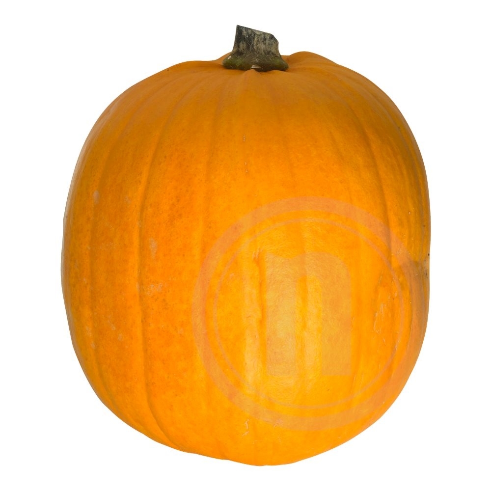 Halloween græskar stor