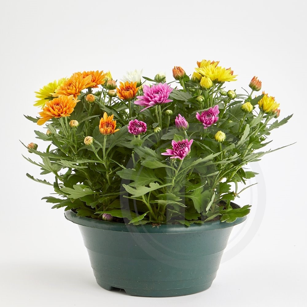 Have chrysanthemum Carnaval Ø23 cm