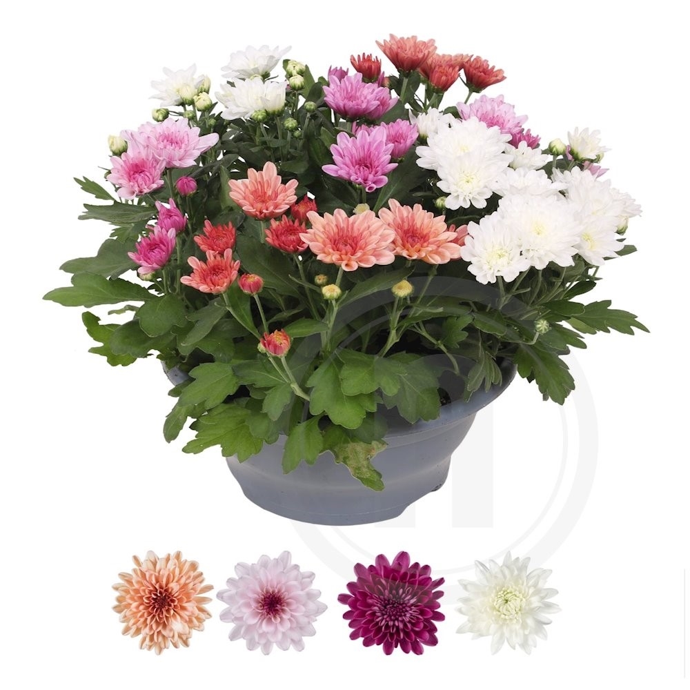 Have Chrysanthemum Sweet Melange . Ø23 cm