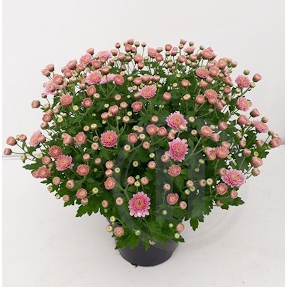 Have chrysanthemum Dark pink