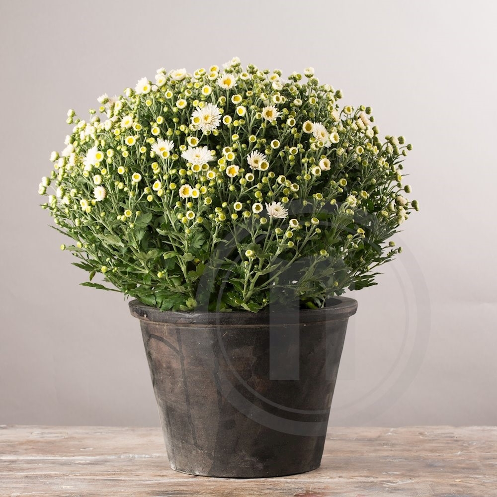 Have chrysanthemum hvid