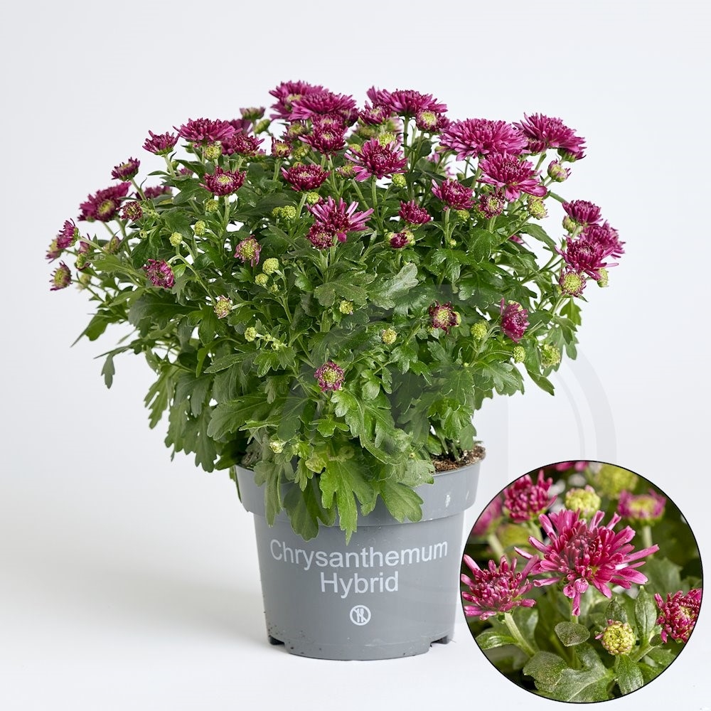 Have Chrysanthemum lilla Ø12 cm