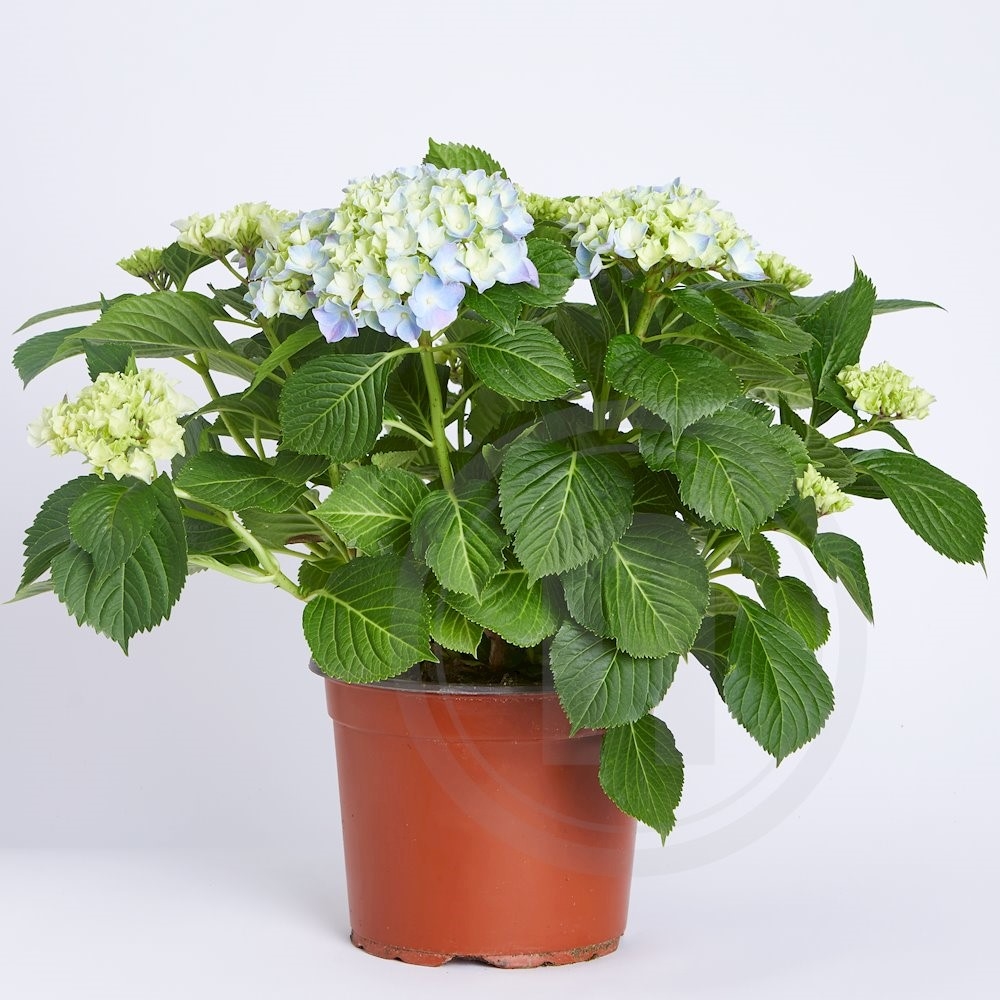 Have hortensia blå