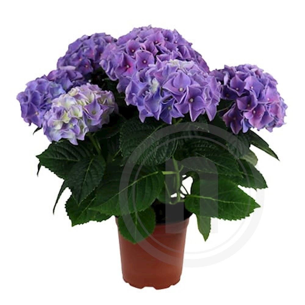 Have Hortensia Blue Favorite