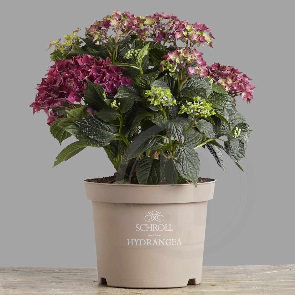 Have Hortensia Deep Purple .
