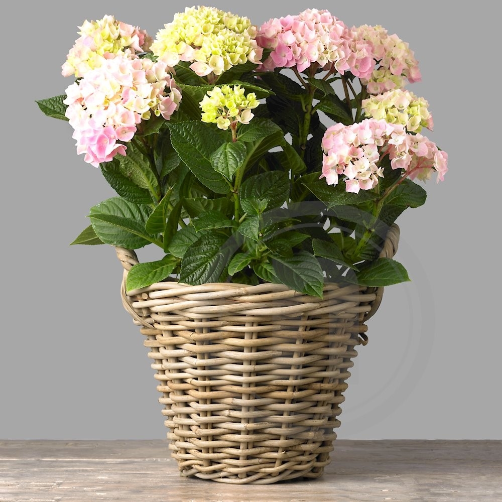 Have hortensia Pink Intensity