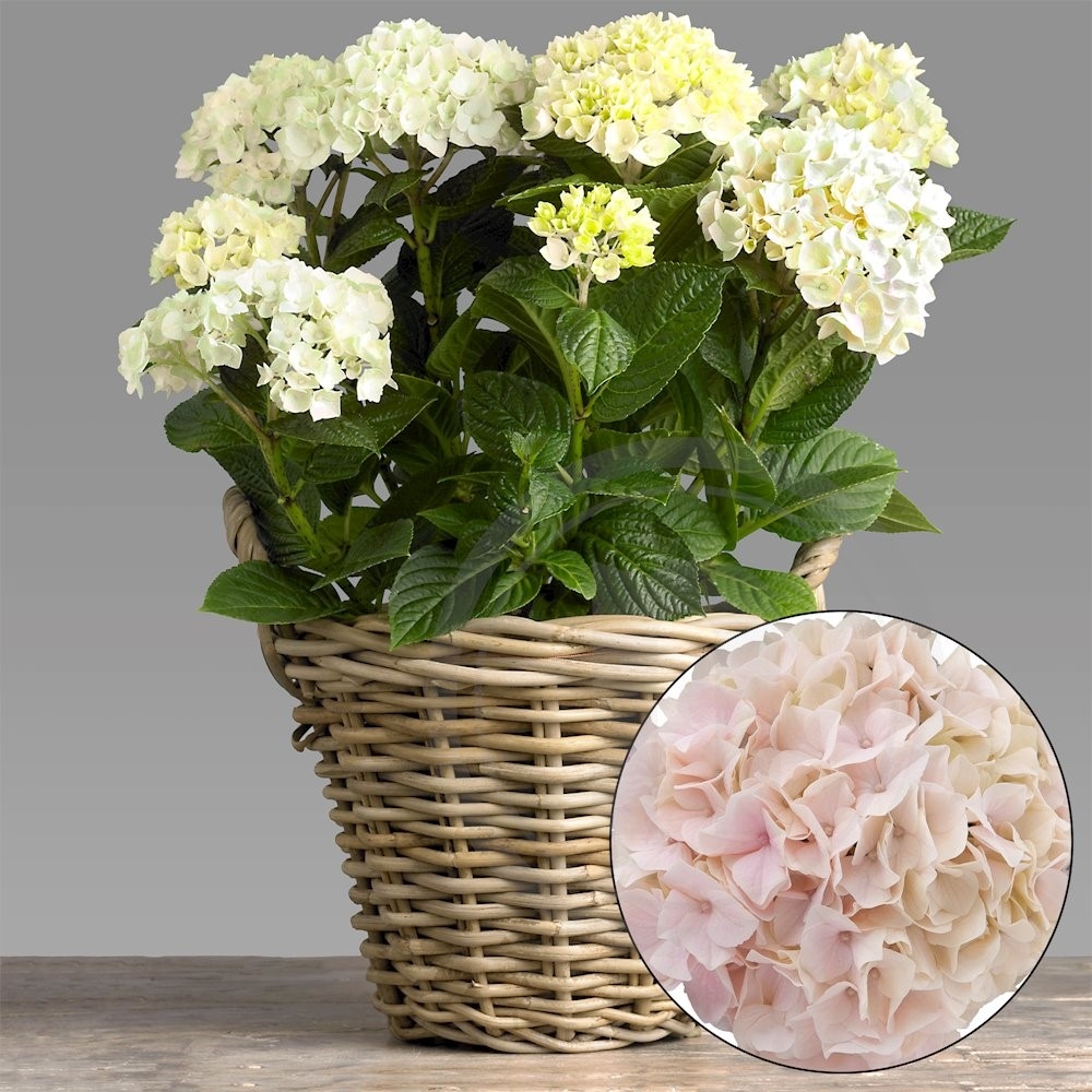 Have hortensia Pink Sky Ø21 cm