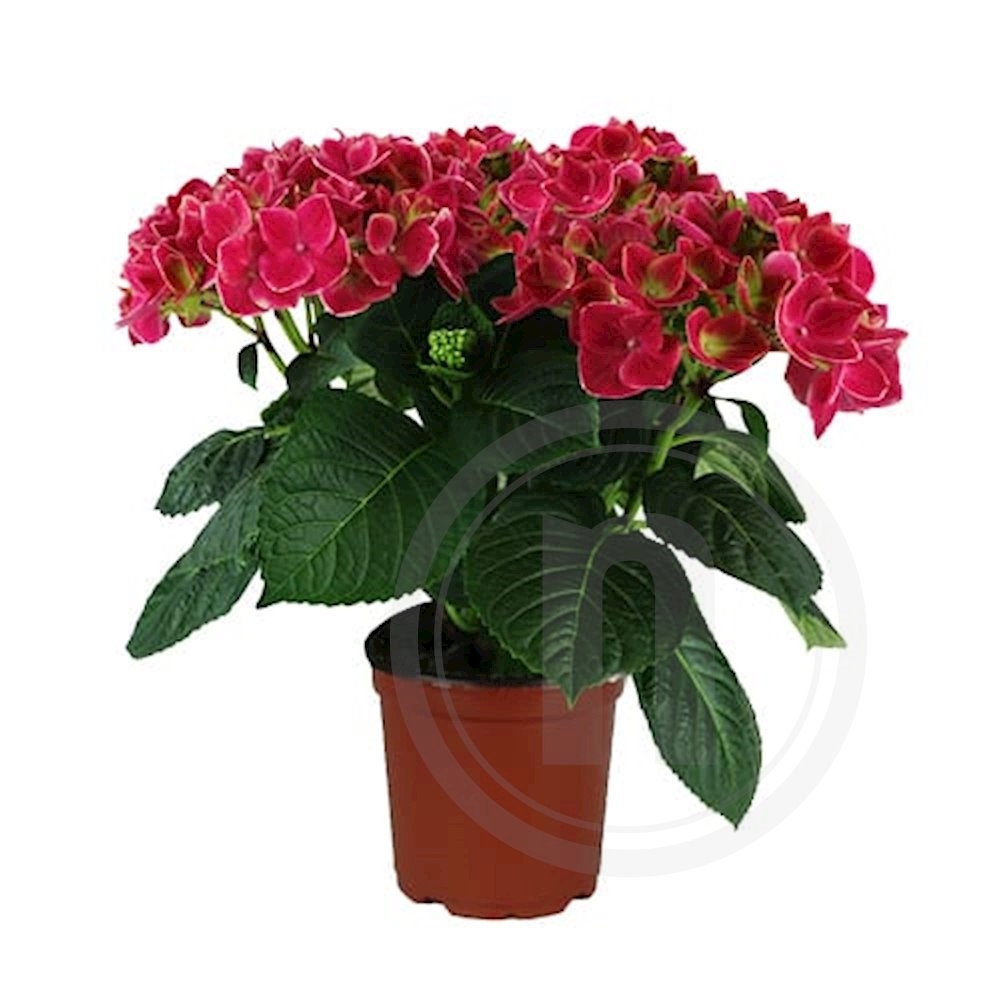 Have hortensia Stronghearts 21 cm