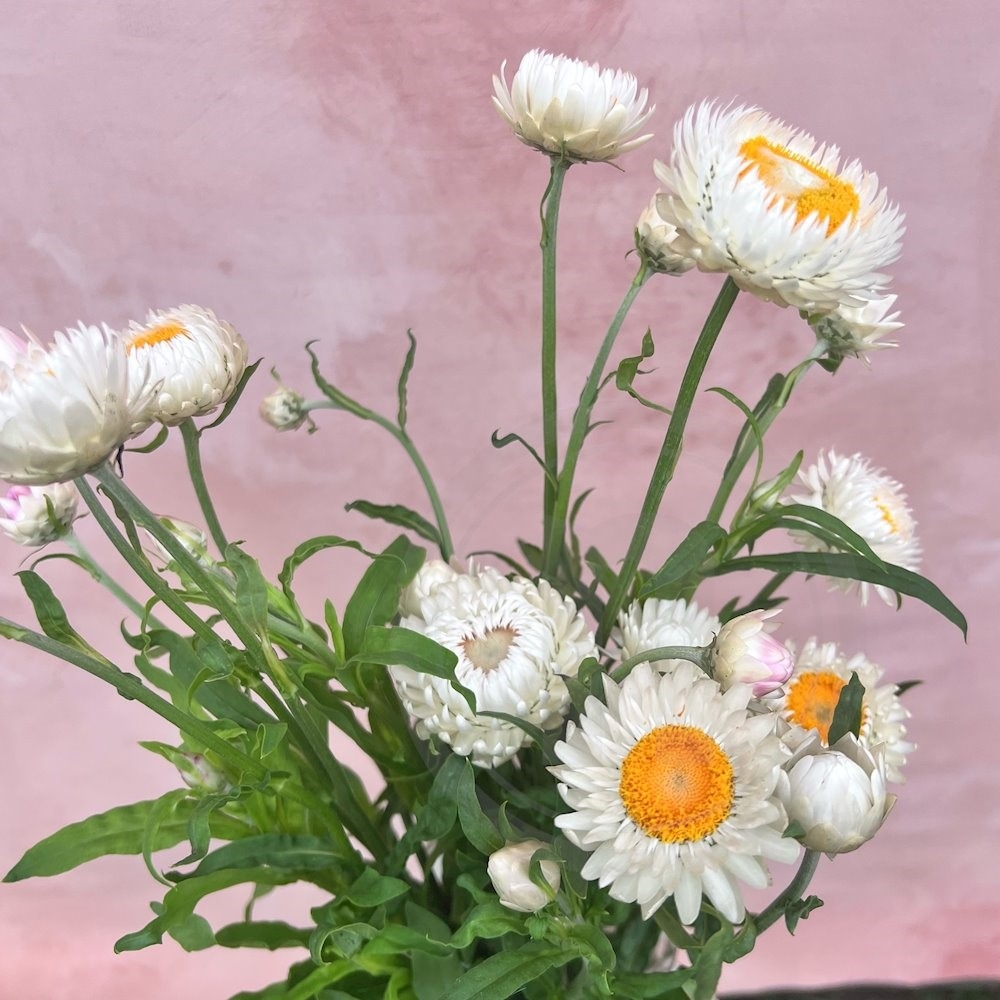 Brede Havekiosk Helichrysum buket økologisk