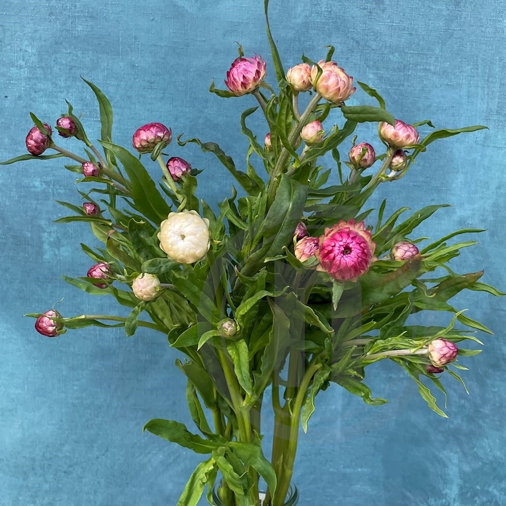 Helichrysum øko Sommermix buket