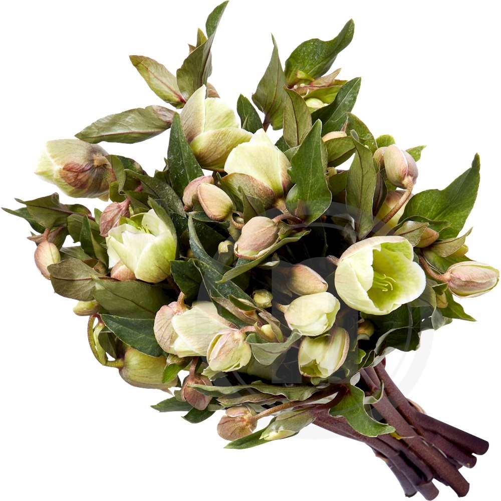 Helleborus Winterbells Bundt