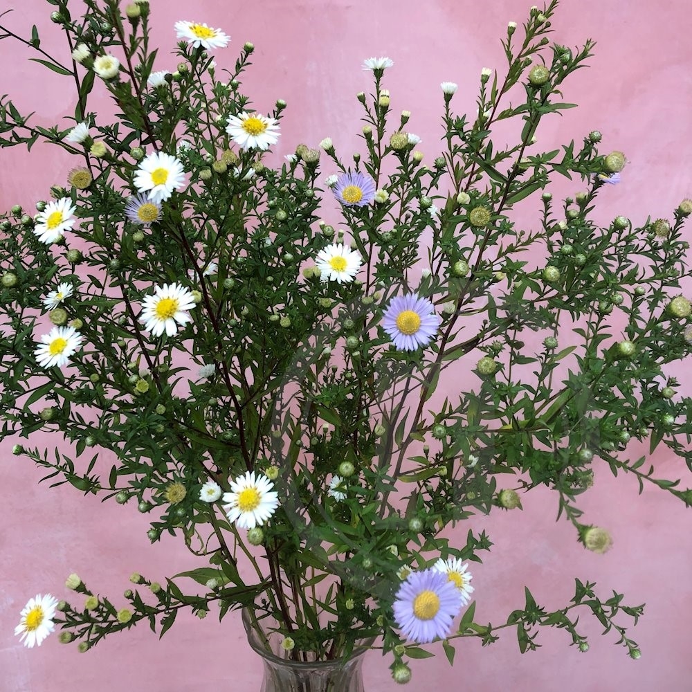 Brede Havekiosk Høstasters Bdt Mix Øko 1 bdt