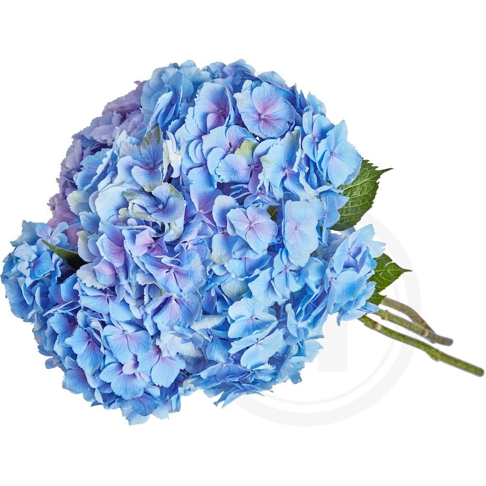 Hortensia Buket Blå .