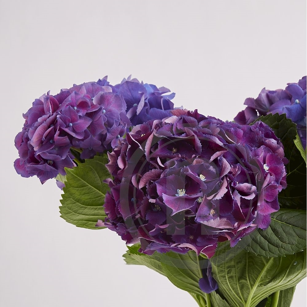 Hortensia bdt. lilla