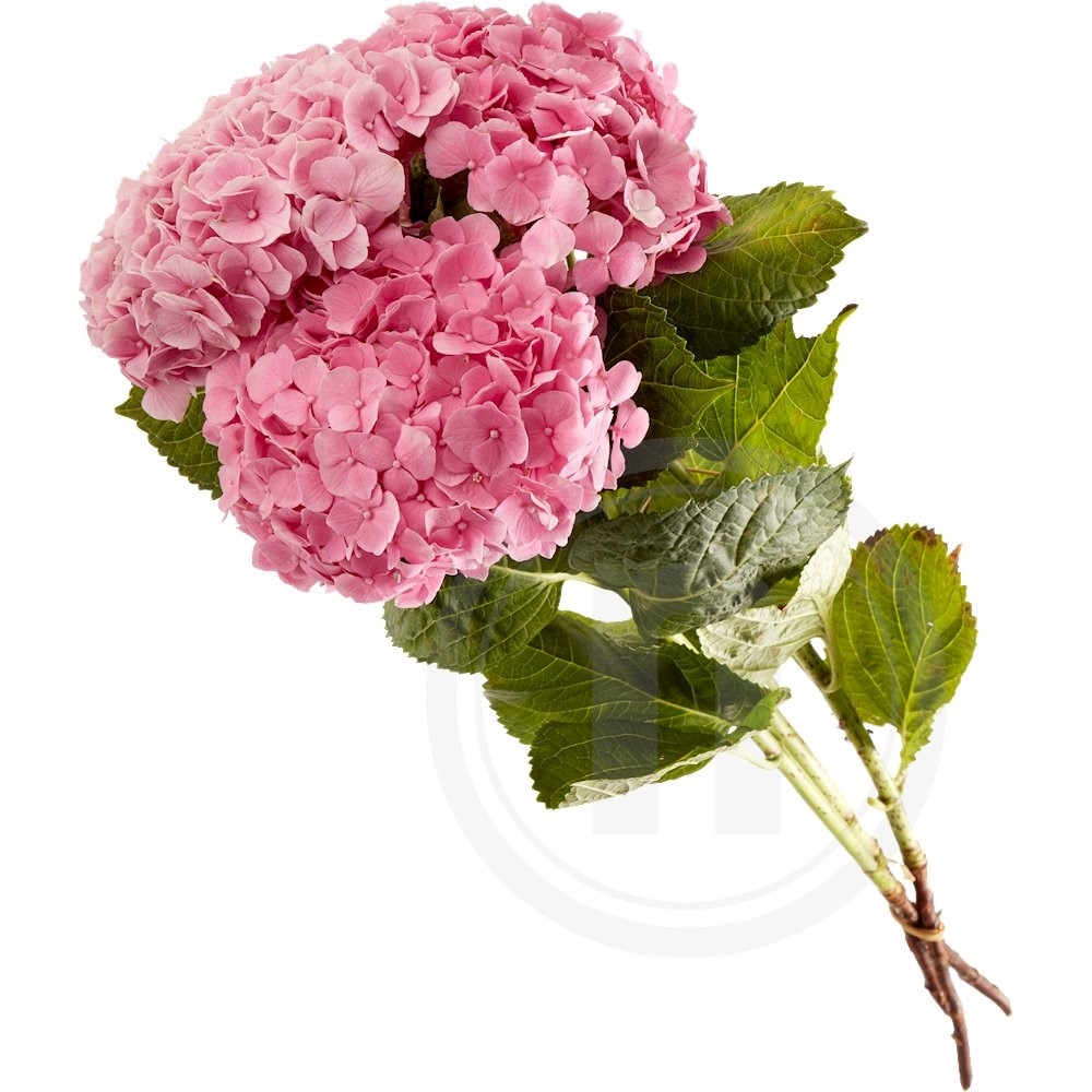 Hortensia bdt. Pink/Lyserød