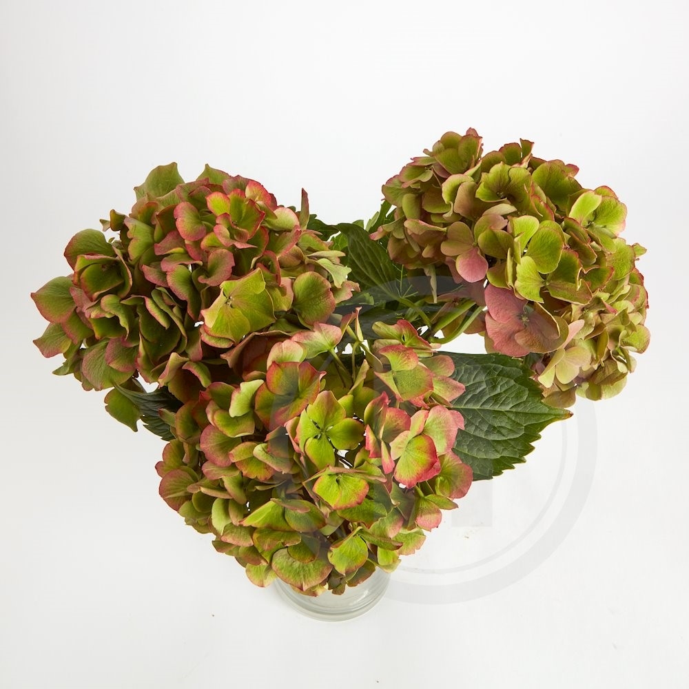 Hortensia Buket 3 stilke