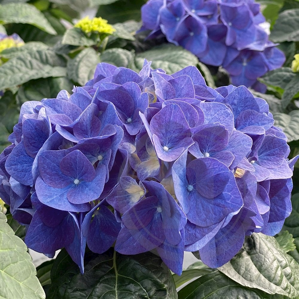 Hortensia Dark Blue .