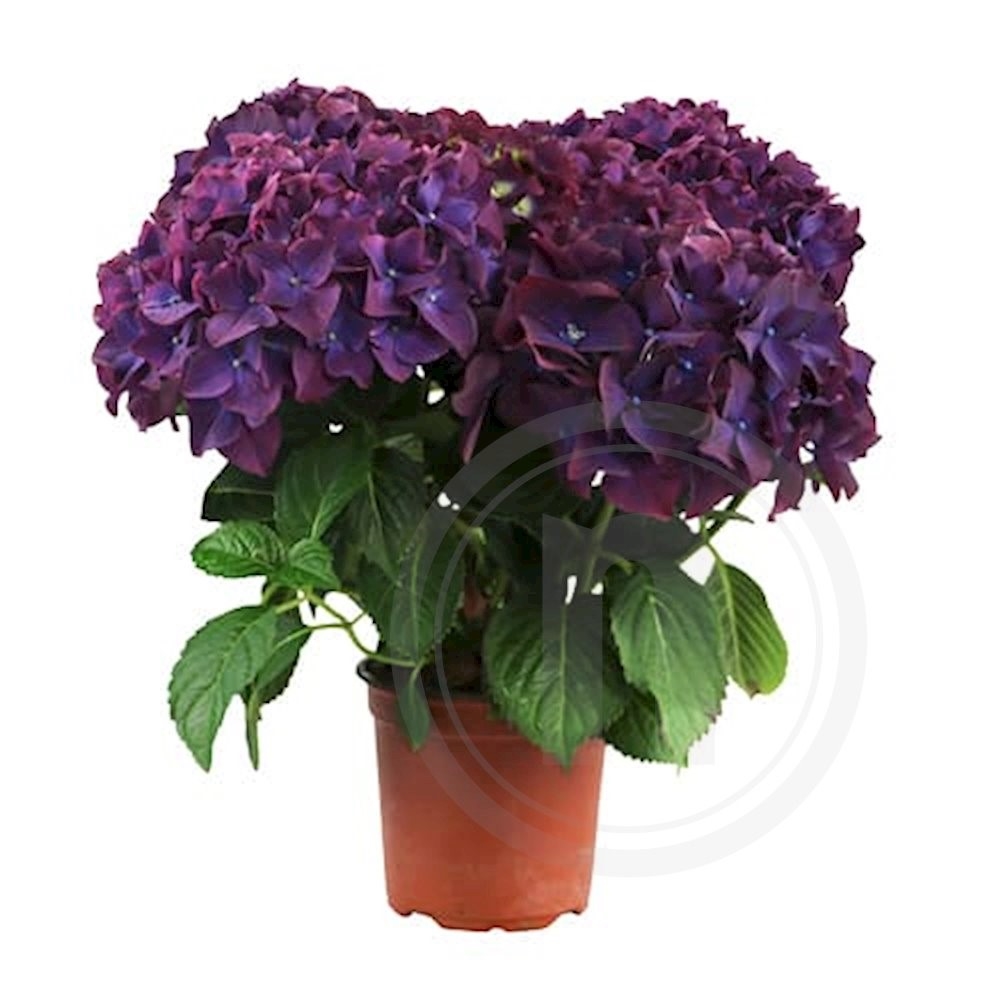Hortensia Deep Purple