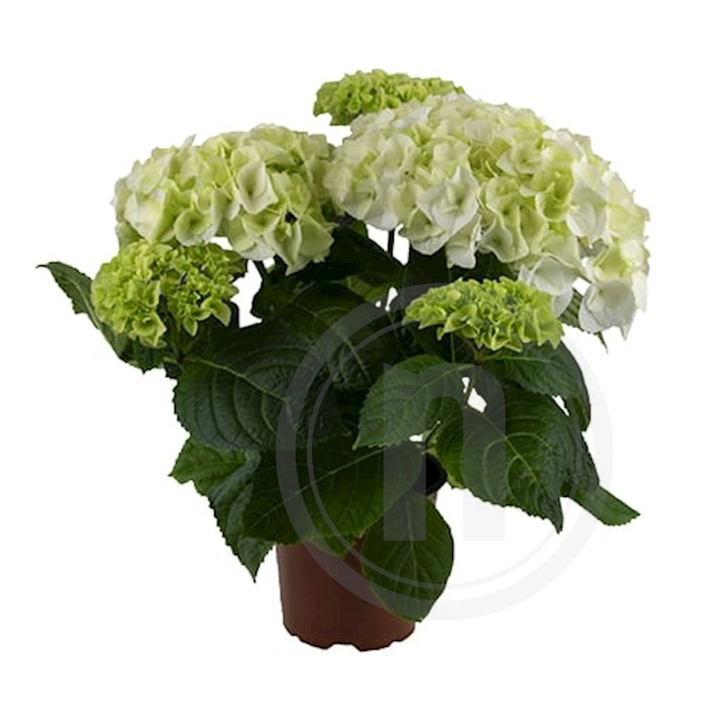 Hortensia Hvid 2-2,5 Grenet Ø10,5 cm